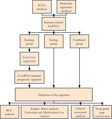 Six-lncRNA Immune Prognostic Signature for Cervical Cancer